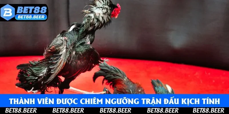 Thành viên được chiêm ngưỡng trận đấu kịch tính trực tiếp tại nhà